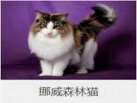 湖北卓昶科技有限公司