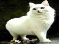 湖北卓昶科技有限公司