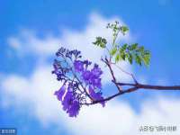 湖北卓昶科技有限公司