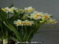 湖北卓昶科技有限公司