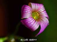 湖北卓昶科技有限公司