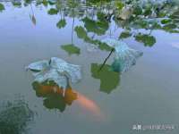 湖北卓昶科技有限公司