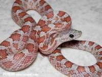 湖北卓昶科技有限公司